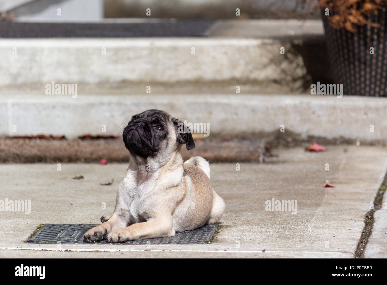 Carino orgoglioso Pug cucciolo sdraiato Foto Stock