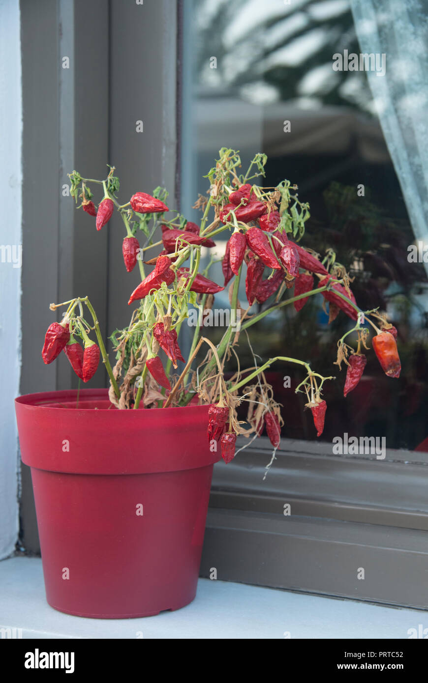 Recipiente rosso con Red Pepper Plant Foto Stock