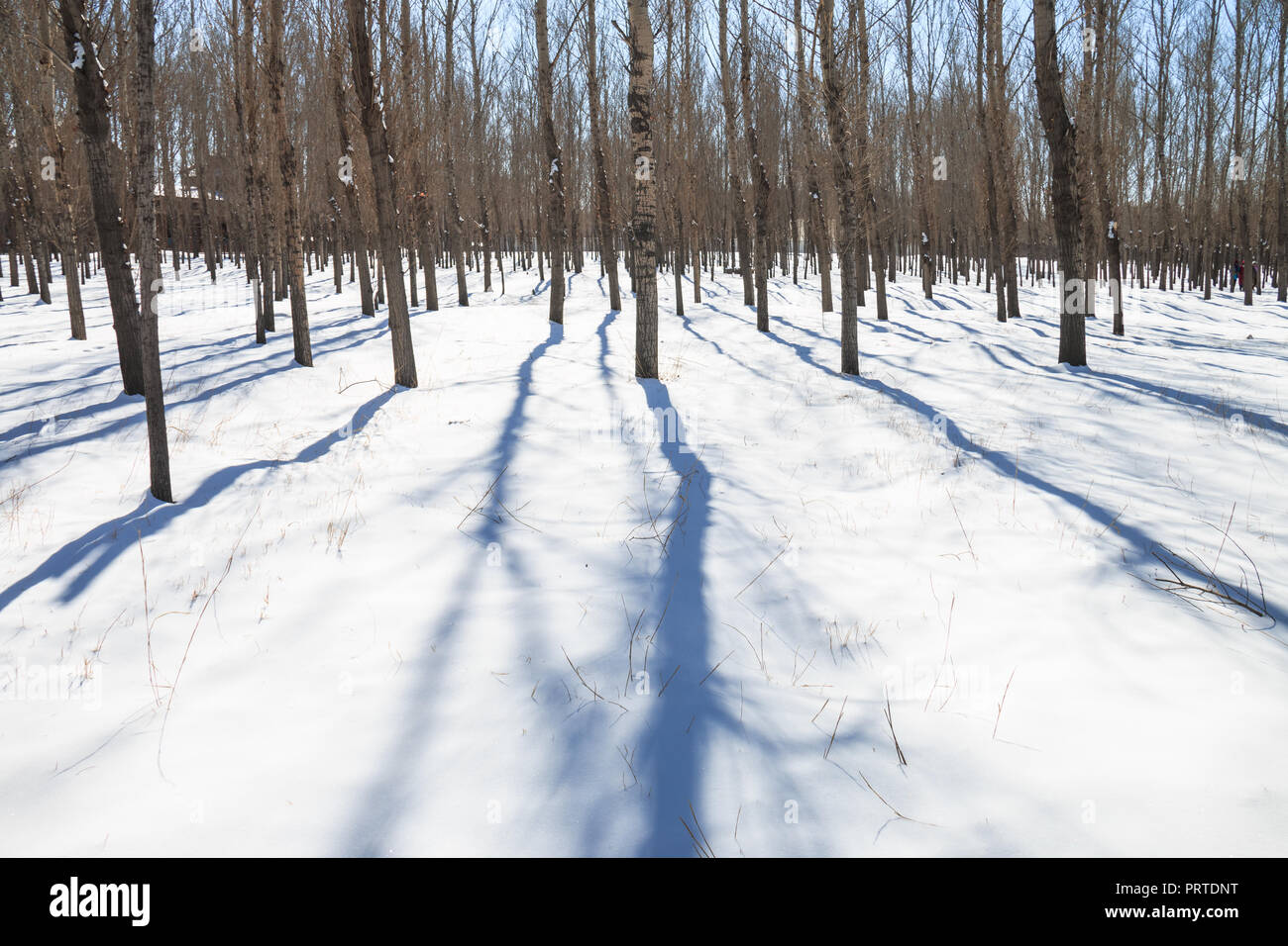 Foresta in inverno Foto Stock