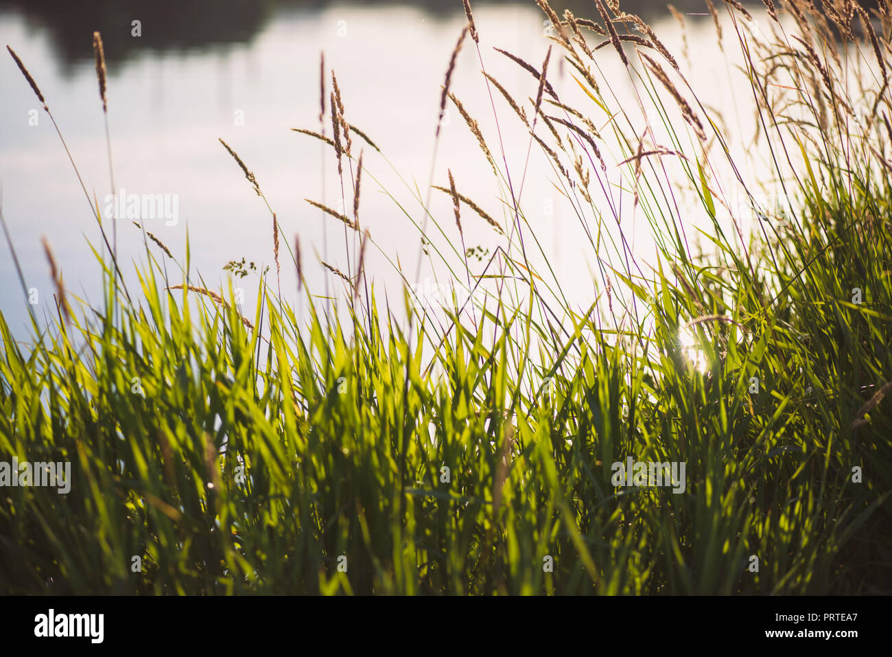 Erba verde con un fiume di acqua di stagno e gli insetti volanti in background in mattina presto Foto Stock