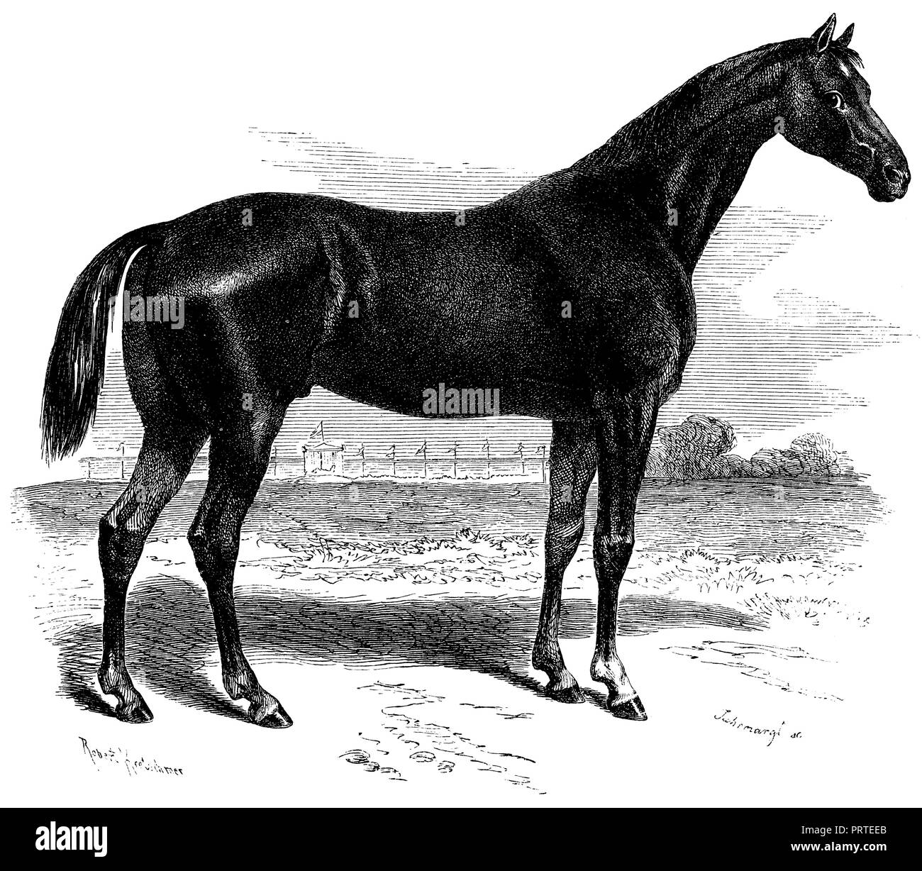 Cavallo: Inglese racer, Robert Kretschmer und Jahrmargt 1870 Foto Stock