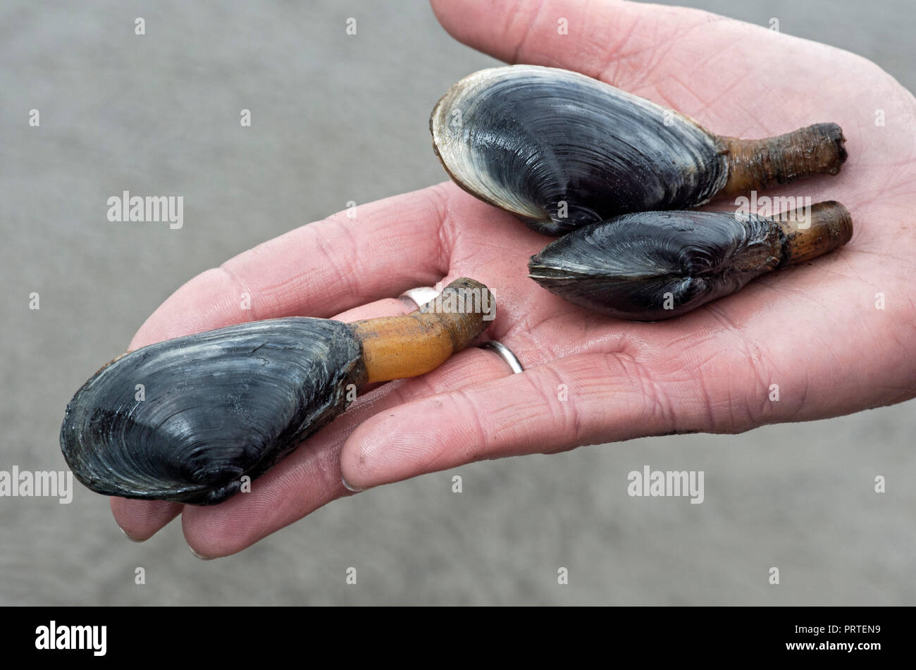 Sabbia gapers, anche chiamato soft-shell di vongole con sifone esteso, (Myridae famiglia), il Wadden Sea, Schleswig-Holstein, Germania Foto Stock