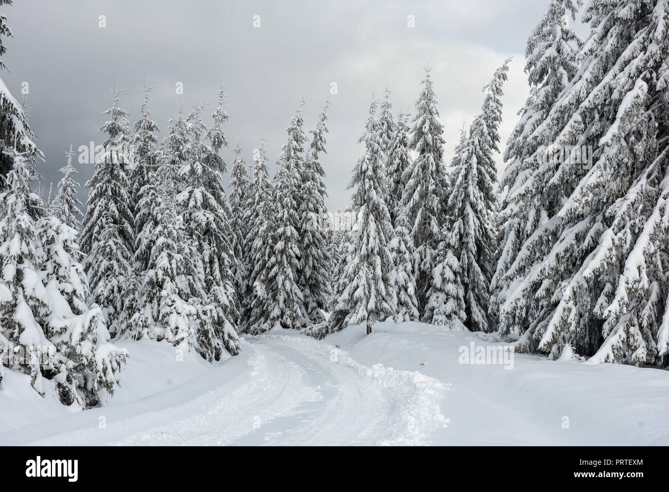 Natale e Anno Nuovo sfondo con inverno alberi in lontananza le montagne coperte di neve Foto Stock