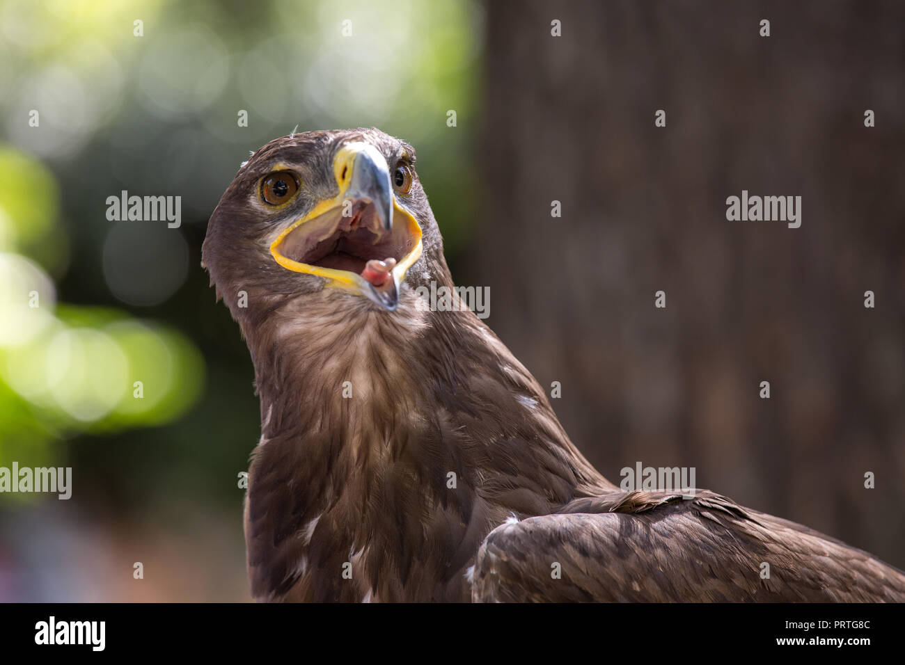 Golden Eagle aggressivo isolato su sfondo sfocato, Abruzzo Foto Stock