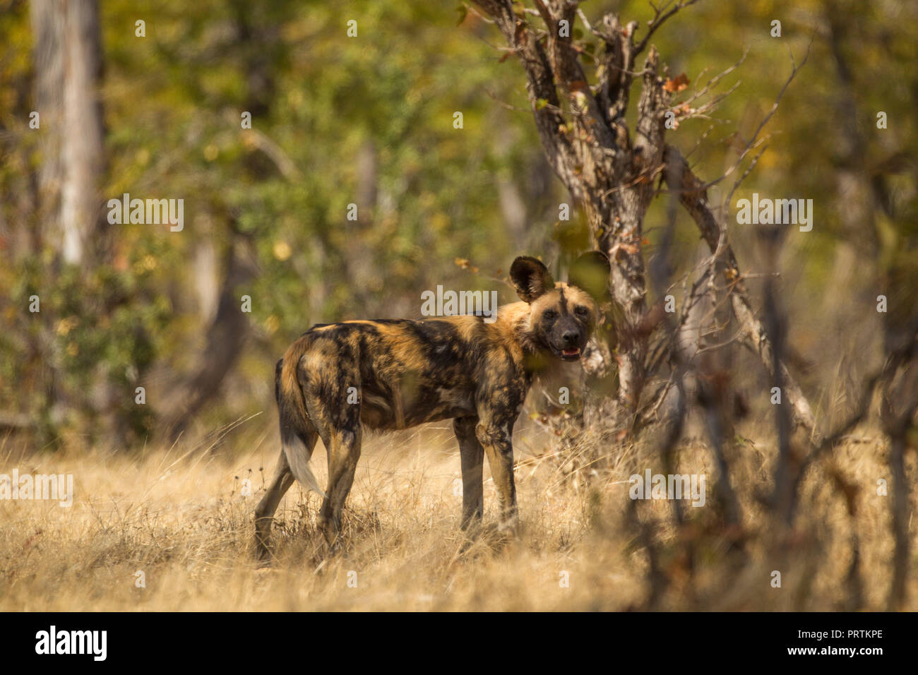 African Wild Dog (Lycaon pictus), Mana Pools, Zimbabwe Foto Stock