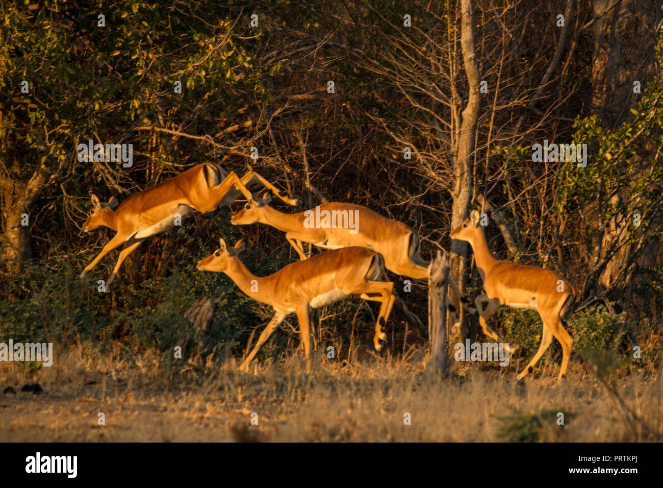 Impala (Aepyceros melampus), Mana Pools, Zimbabwe Foto Stock