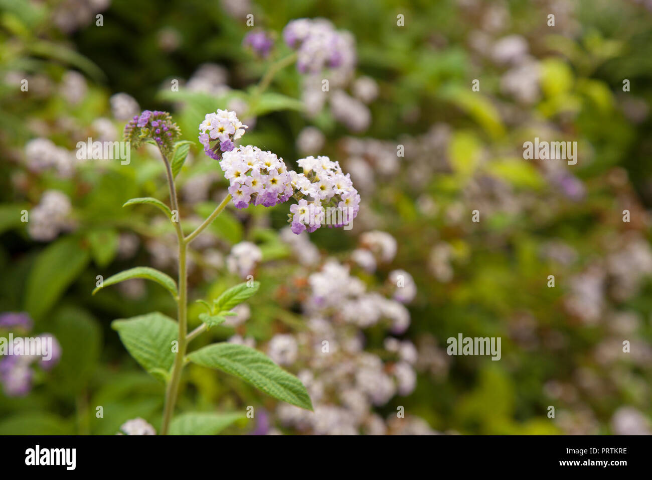 Fioritura lilla pallido eliotropio naturale sfondo floreale Foto Stock