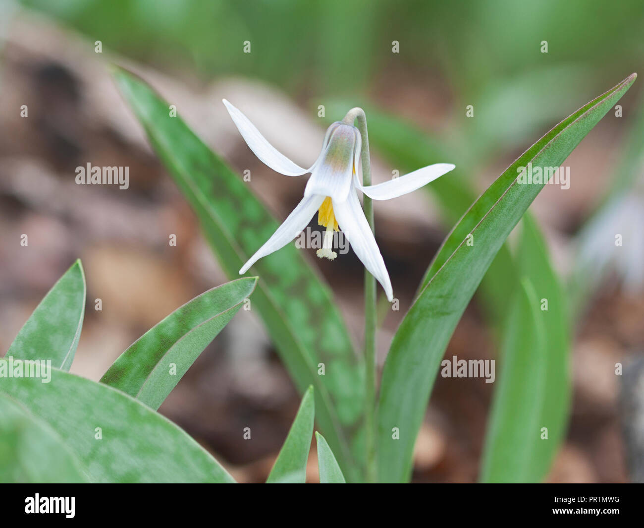 Nel terreno argilloso e figliata di foglia del bosco Piano, il fiore bianco di una trota divide la sua verde foglie a chiazze. Foto Stock