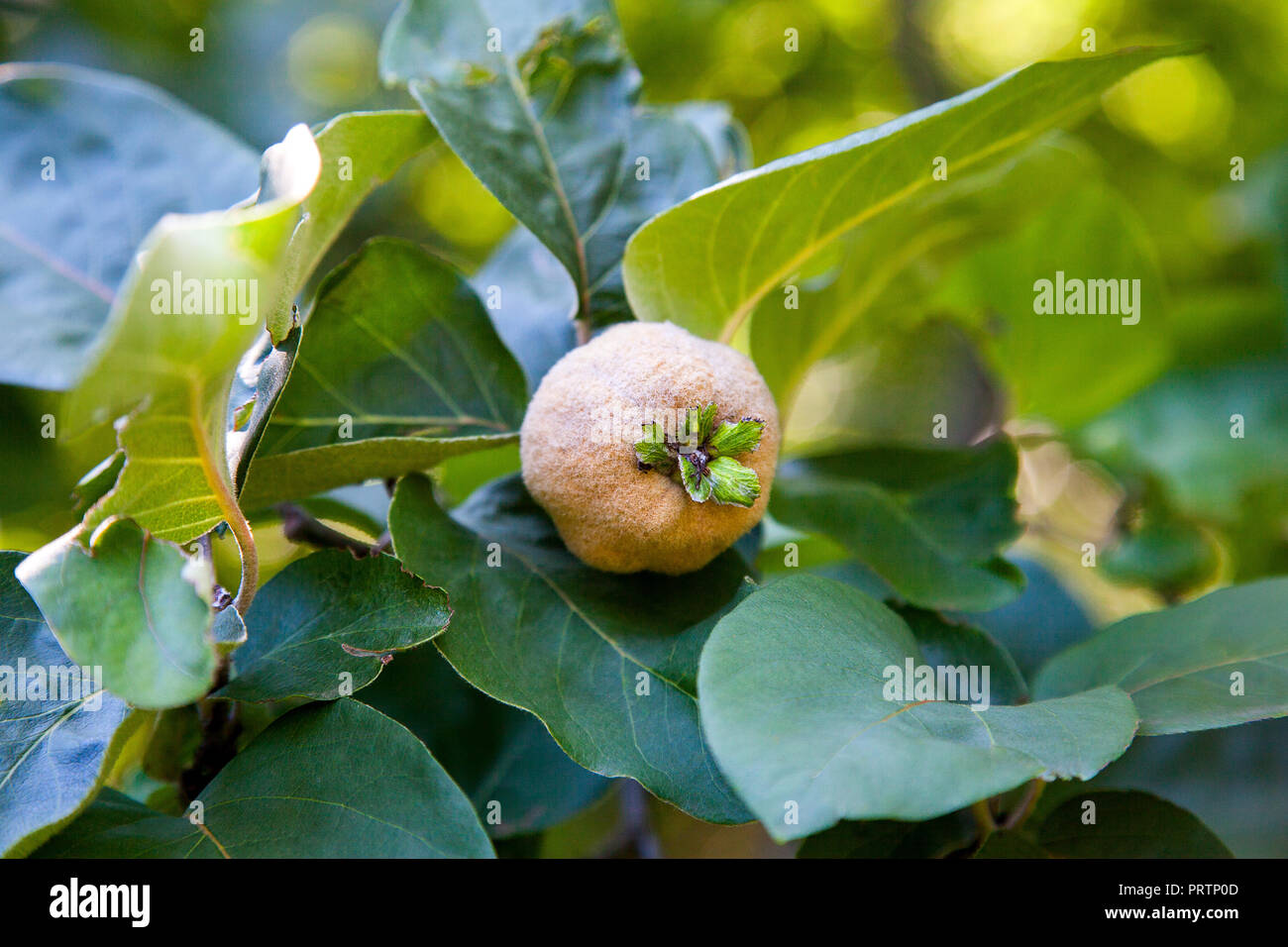 Apple organici mela cotogna in giardino. Vista ravvicinata di mela cotogna appeso sul ramo di albero con foglie di colore verde Foto Stock
