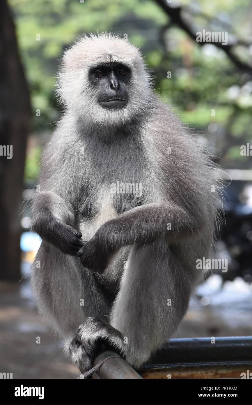 Langur grigio in Kasauli, India. Foto Stock