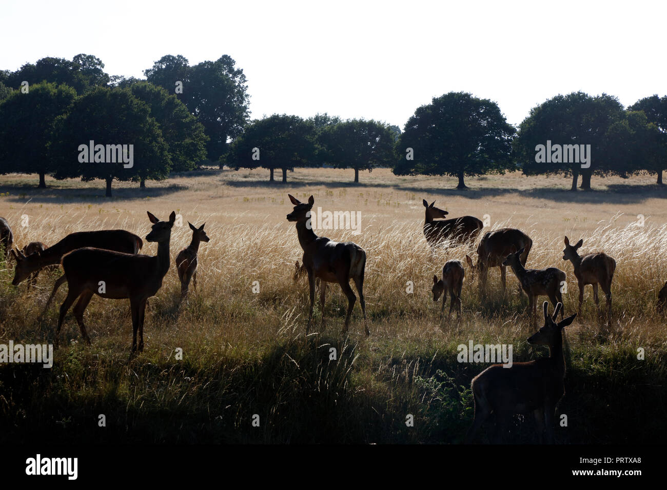 Cervi in Richmond Park dalla Beverley Brook, London, Regno Unito Foto Stock