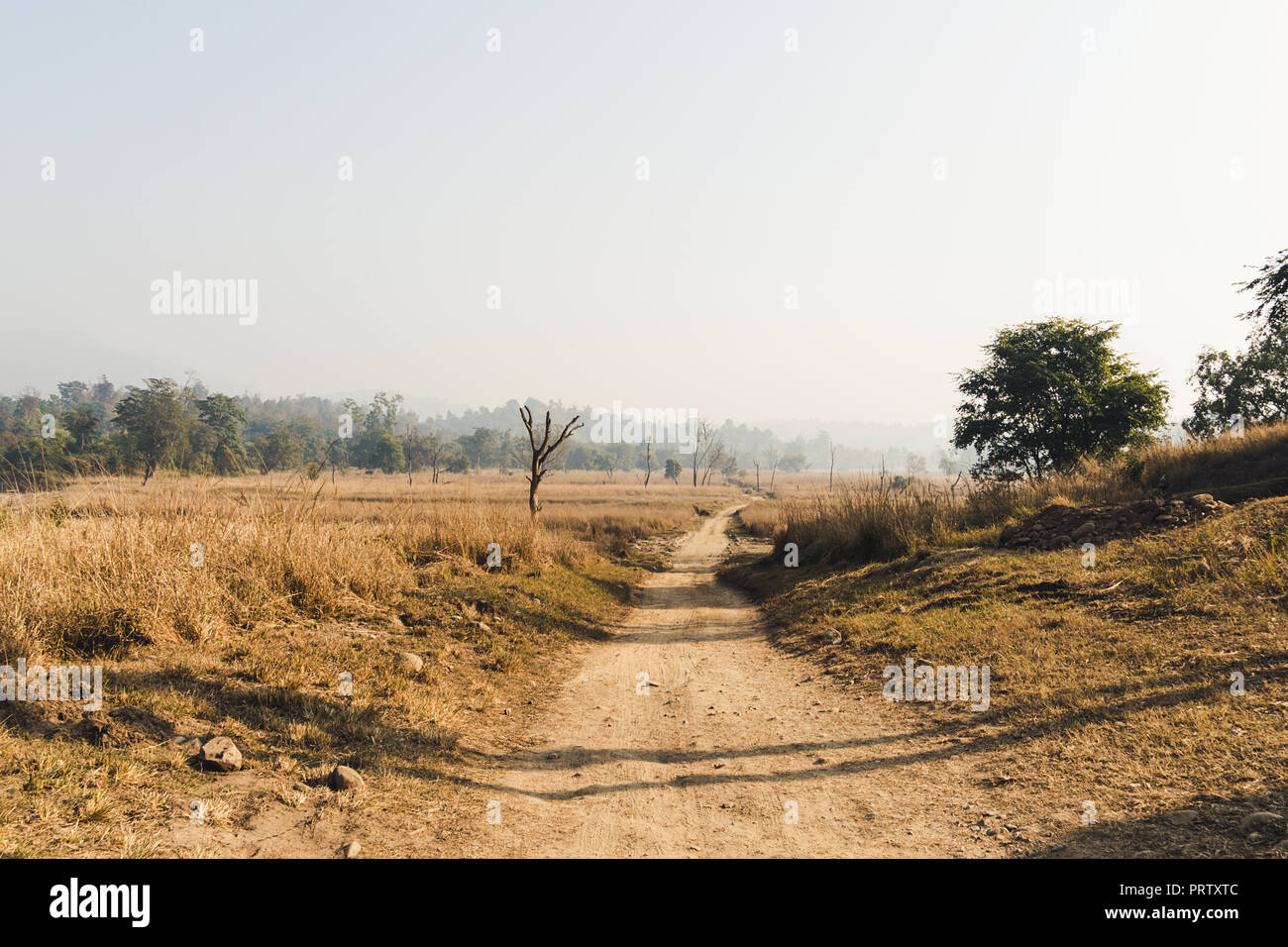 La strada attraverso un deserto secco steppa su un altopiano di montagna altopiano con erba gialla alberi con gamme di colline le rocce su un orizzonte skyline, India del Nord. Foto Stock La strada attraverso un deserto secco steppa su un altopiano di montagna altopiano con erba gialla alberi con gamme di colline le rocce su un orizzonte skyline, India del Nord. Foto Stock