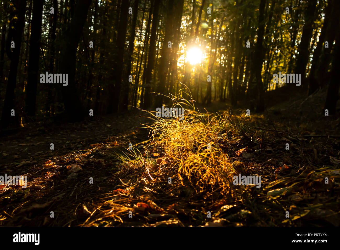 Sun spiata attraverso gli alberi durante l ora d'oro Foto Stock