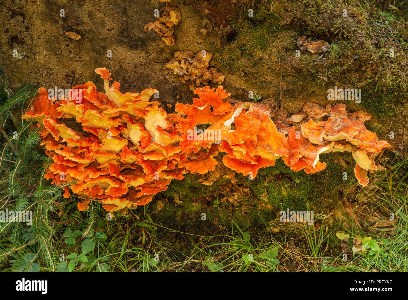 Polypores aka funghi mensola o ripiano funghi, crescente sul ceppo di albero, Abete rosso sentiero natura, Hoh Rain Forest, il Parco Nazionale di Olympic, nello stato di Washington, USA Foto Stock