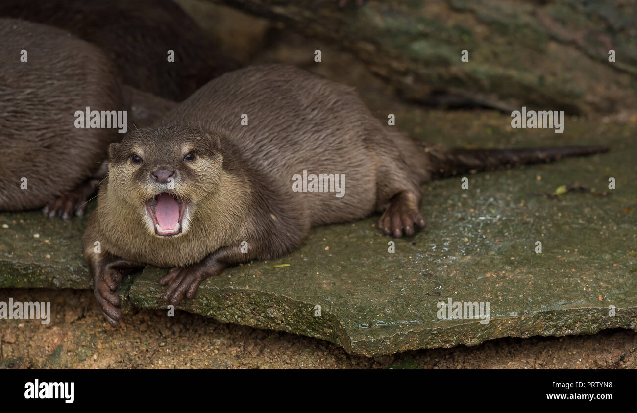 Asian piccoli artigli otter sdraiarsi sulla roccia con la bocca aperta. Foto Stock