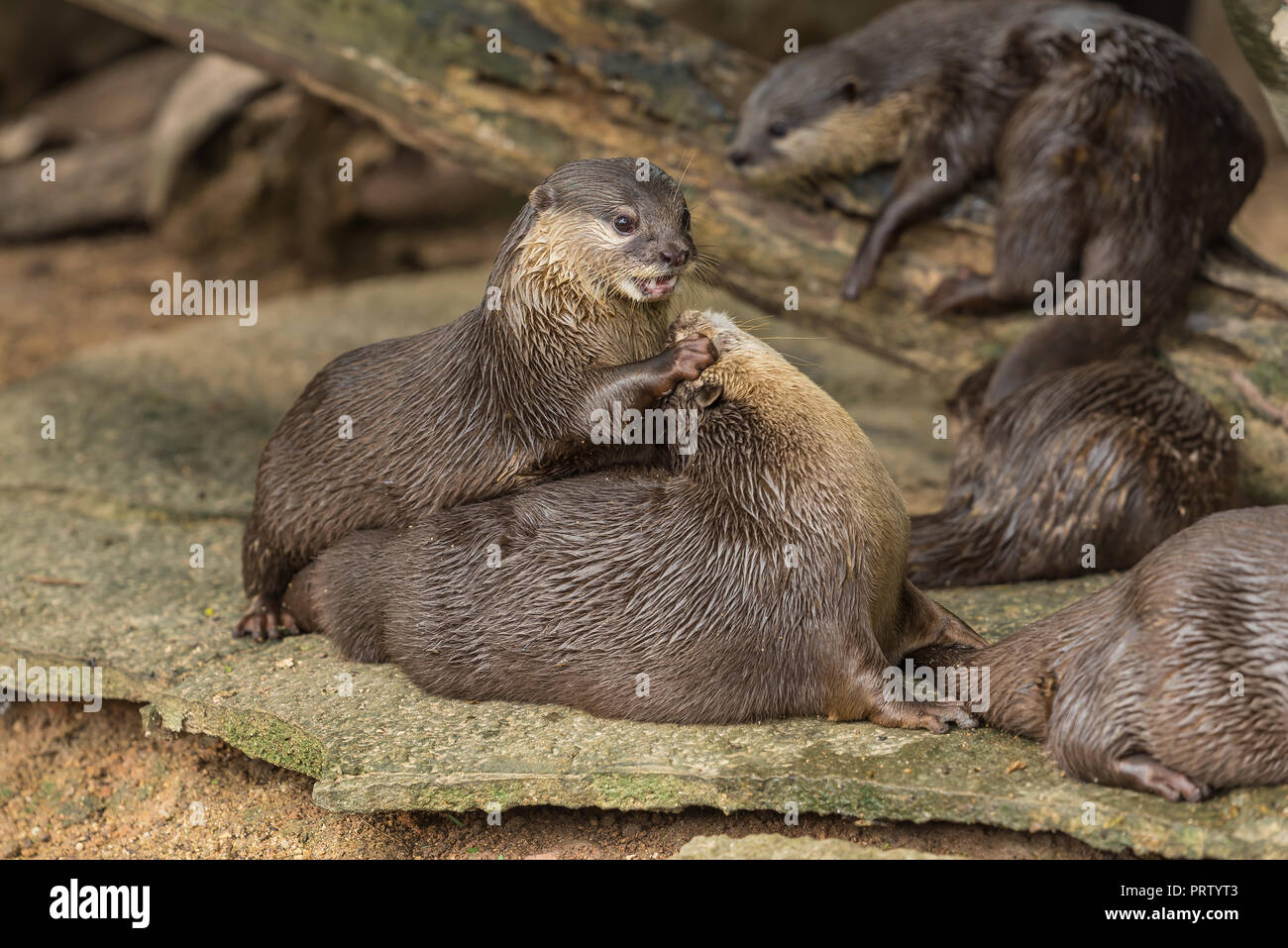 Due piccoli orientali-artigliato lontre sono gioca con l'altra. Foto Stock