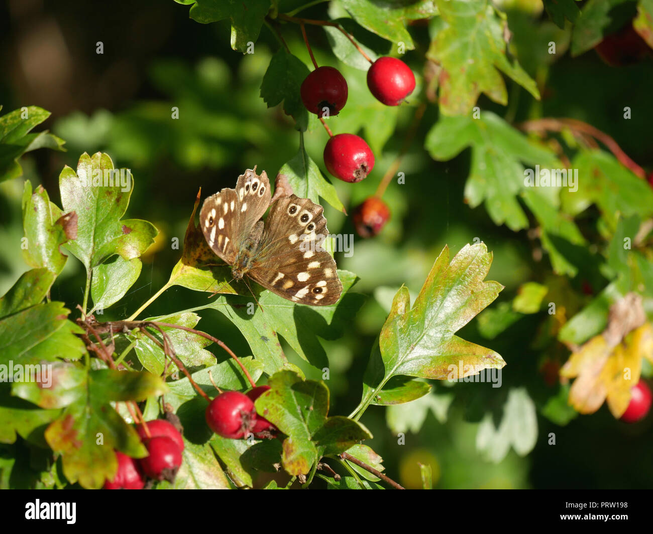 Chiazzato legno Butterfly - Pararge aegeria tenendo la sera il sole tra le foglie e bacche Foto Stock