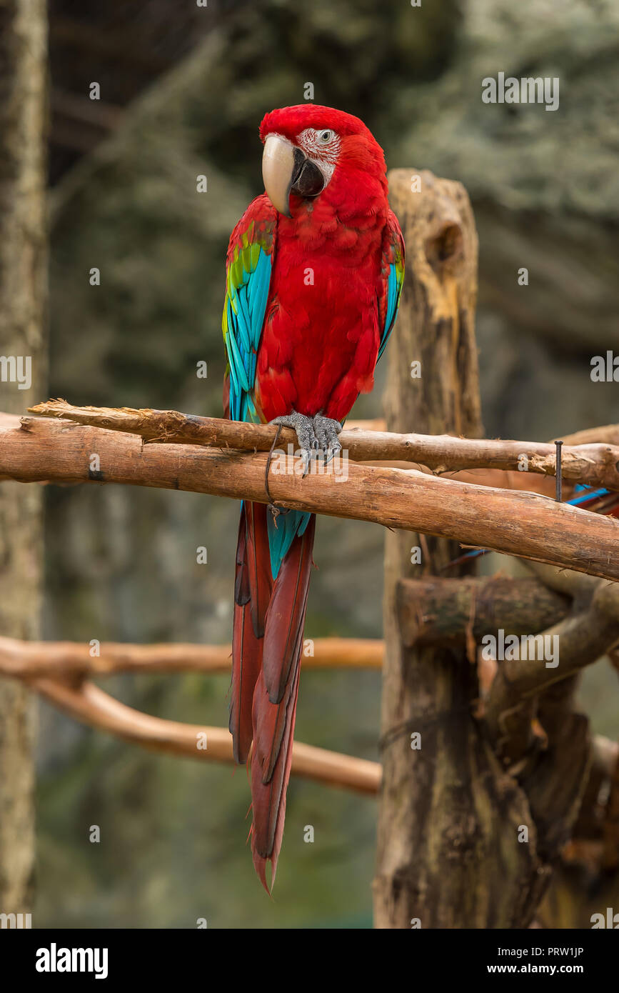 Un rosso e blu macaw è seduta sul ramo di legno. Foto Stock