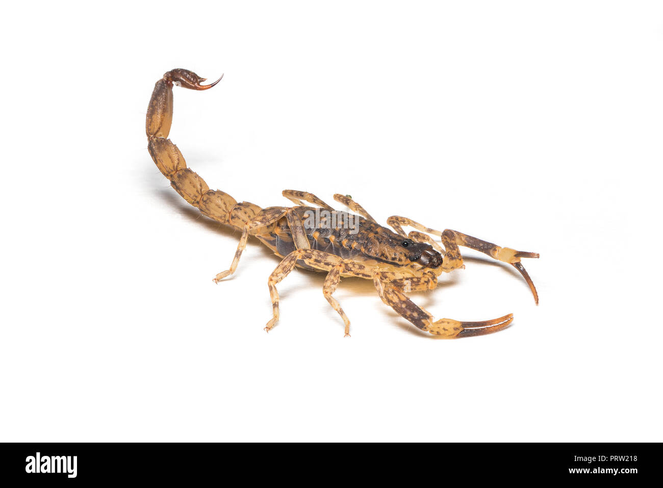 Un minuscolo brown scorpion isolati su sfondo bianco Foto Stock
