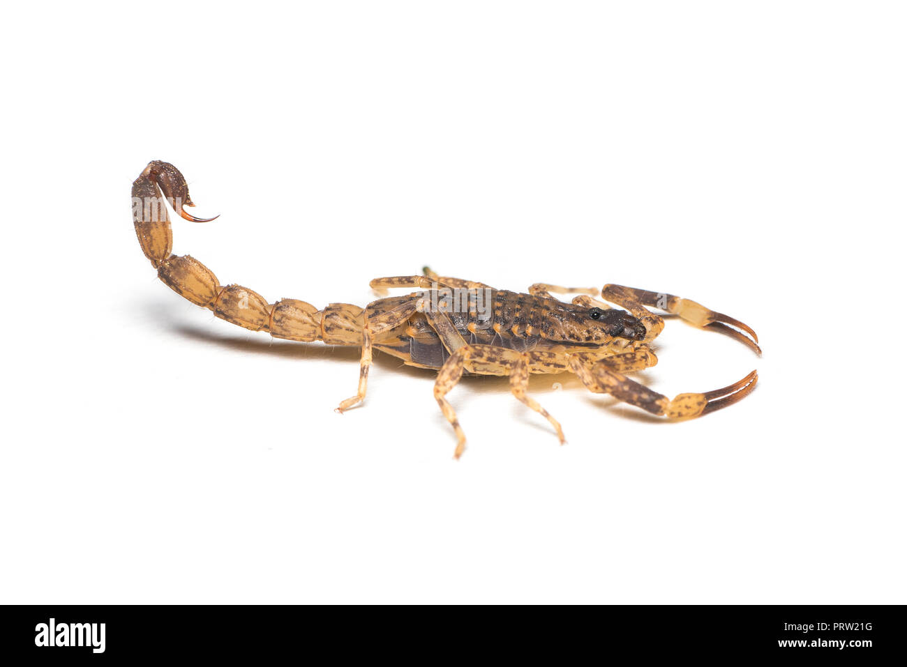 Un minuscolo brown scorpion isolati su sfondo bianco Foto Stock