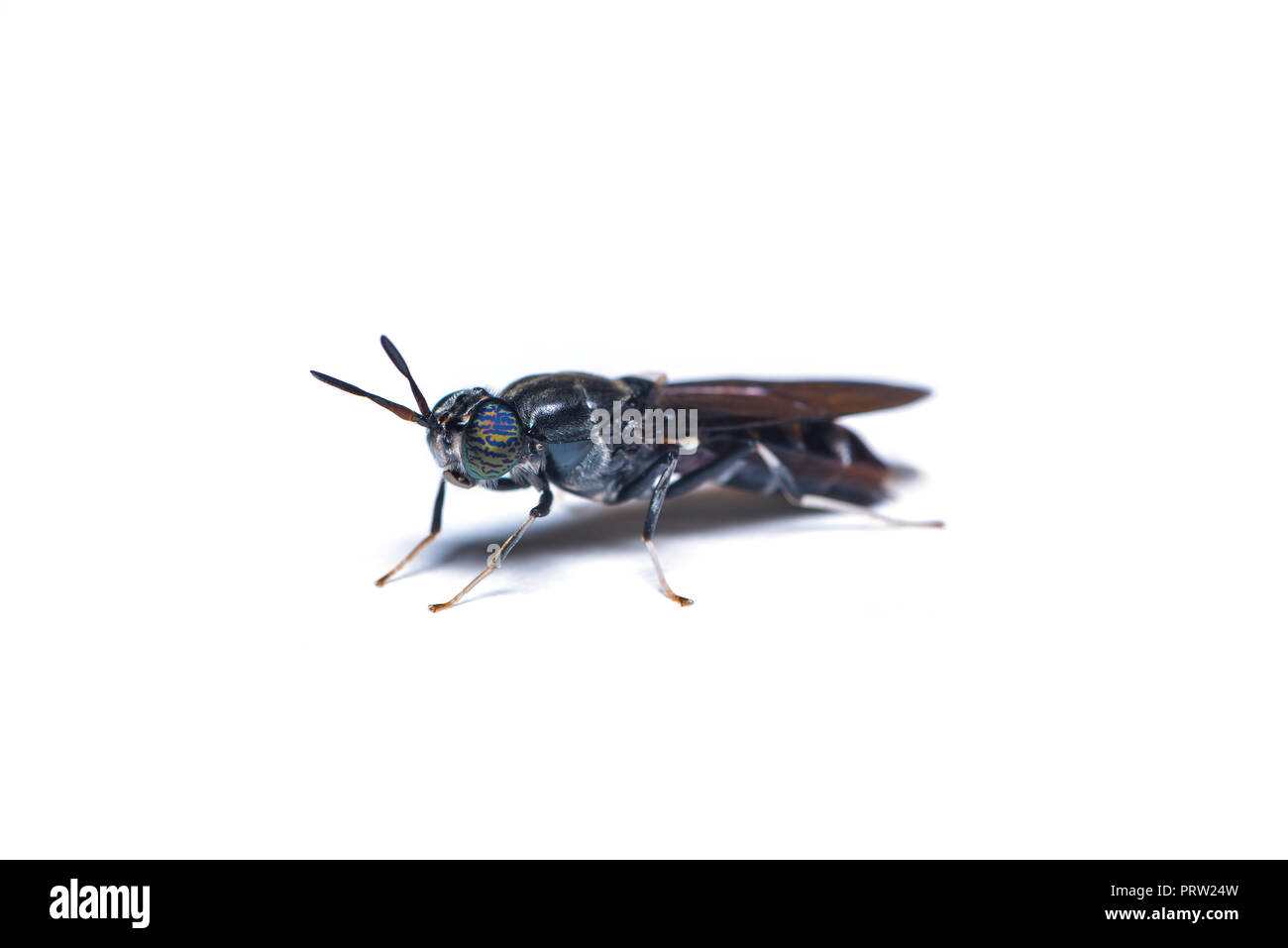 Il soldato nero fly, è un comune e diffuso fly della famiglia Stratiomyidae. Le larve e adulti sono considerati né parassiti, né i vettori. Foto Stock