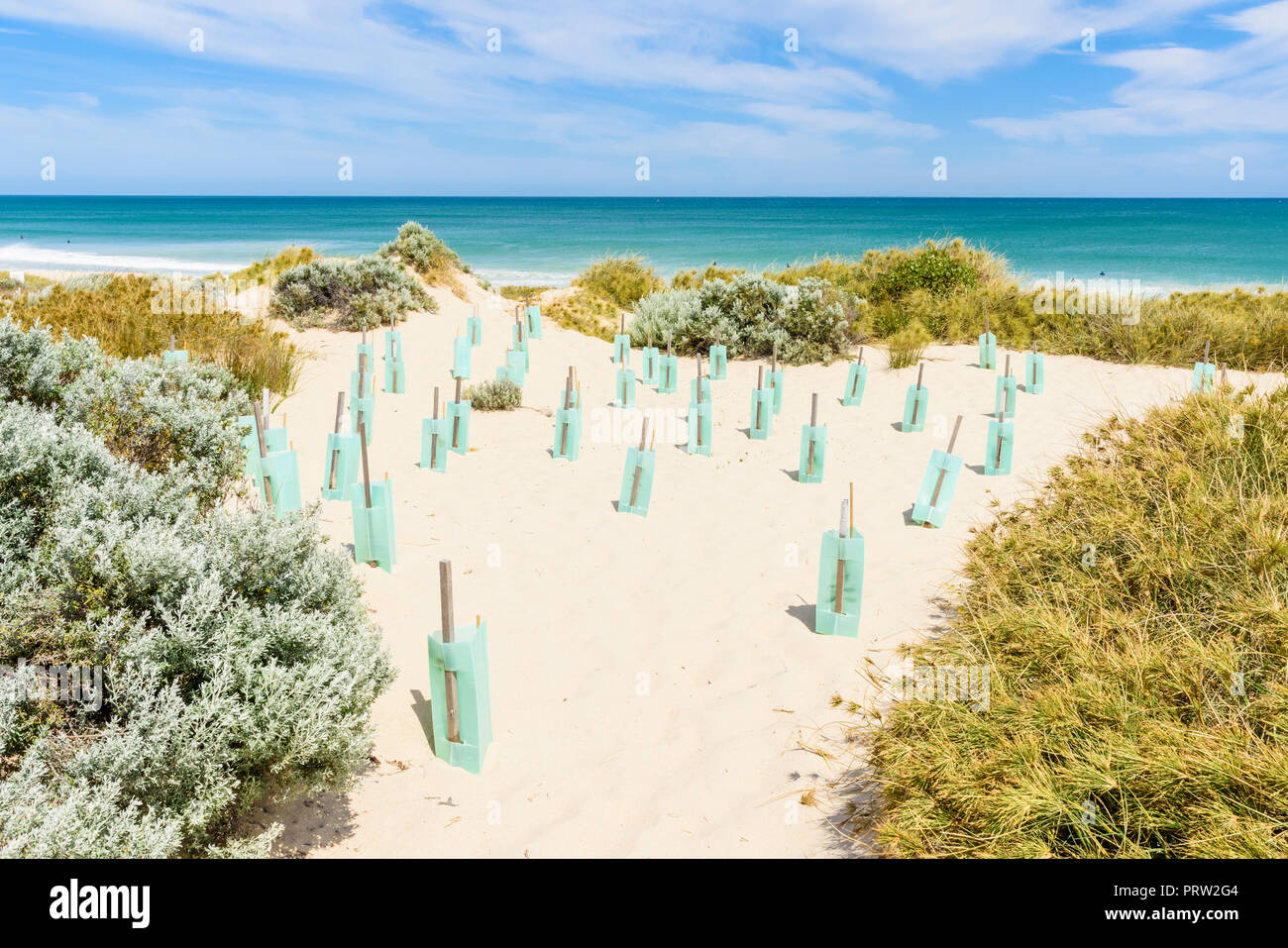 In corso di stabilizzazione dune proteggendo i nuovi impianti con struttura in plastica rifugi in un ecosistema costiero in Australia Occidentale Foto Stock