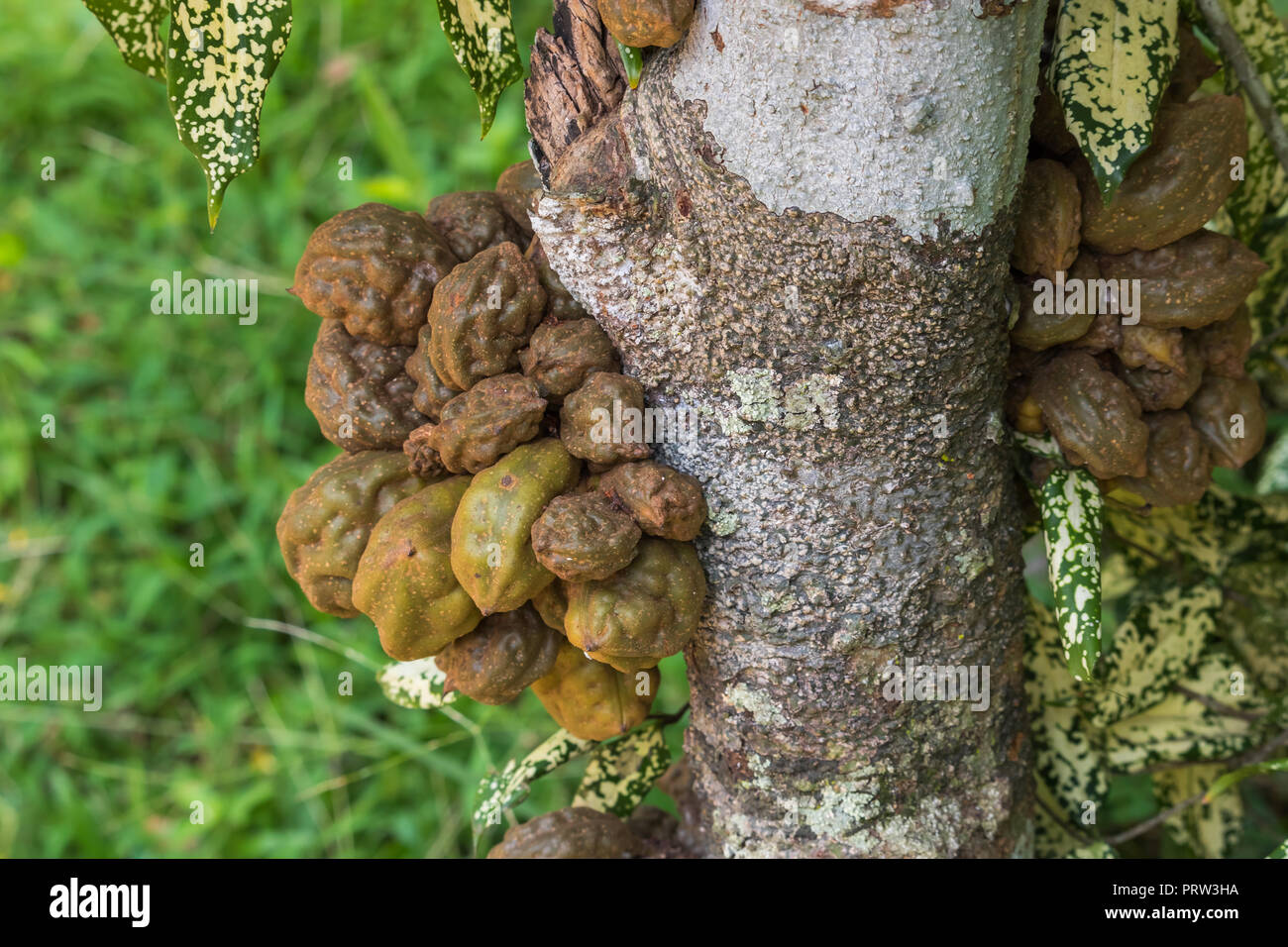Namnam, frutta Naminam Foto Stock