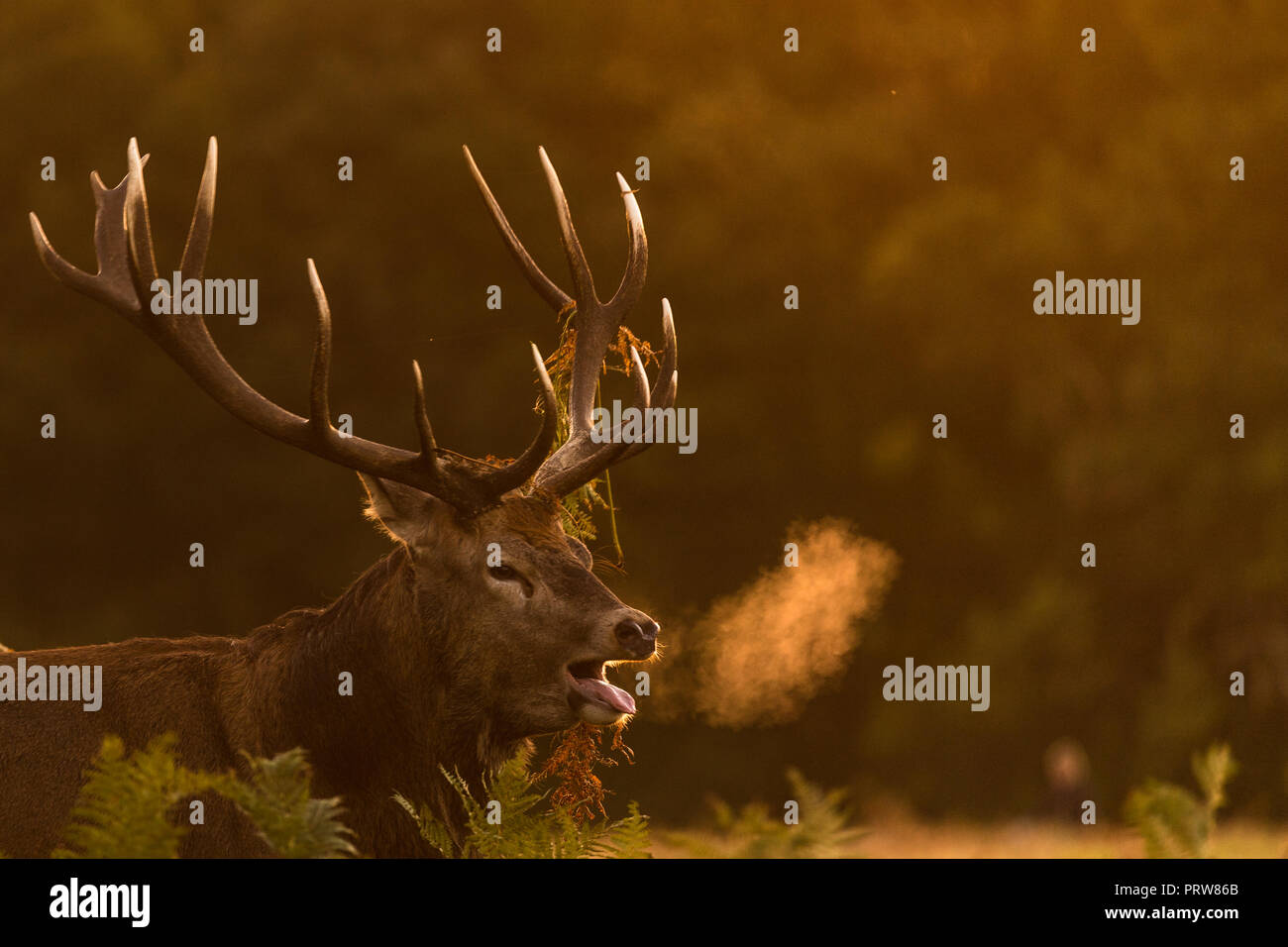 Maschio rosso cervo bugling nelle prime ore del mattino Foto Stock