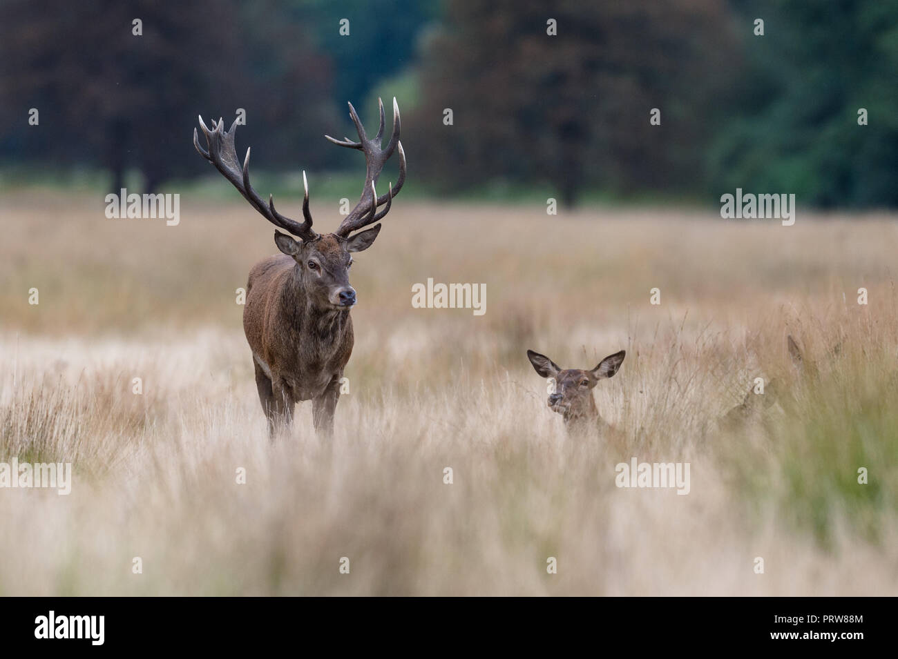 Maschio rosso cervo la sua rilevazione femmine che sono la posa in erba Foto Stock