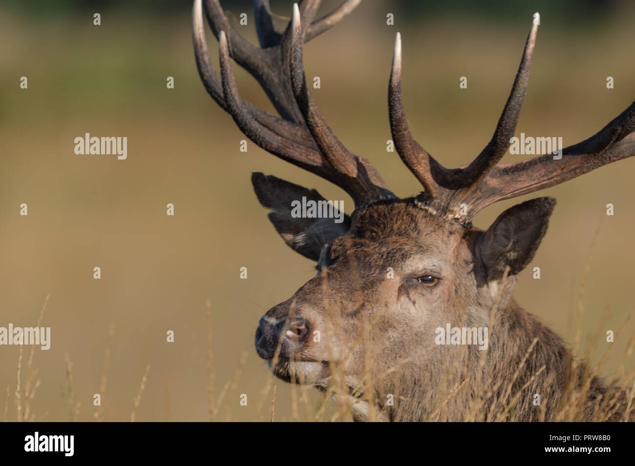 Maschio rosso cervo ritratto Foto Stock