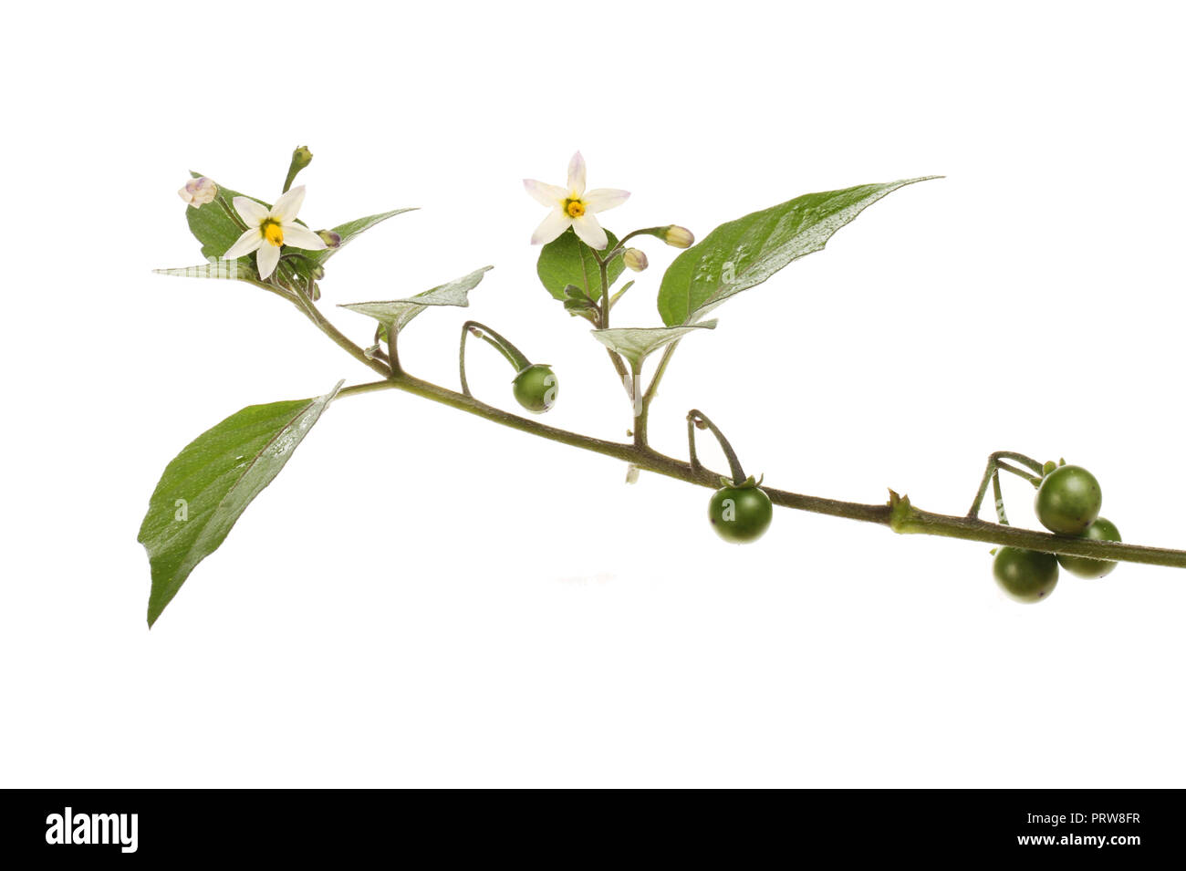Erba Morella, Solanum nigrum, fiori foglie e frutta isolato contro bianco Foto Stock