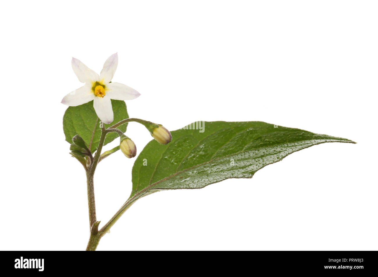 Erba Morella, Solanum nigrum, fiori foglie isolata contro bianco Foto Stock