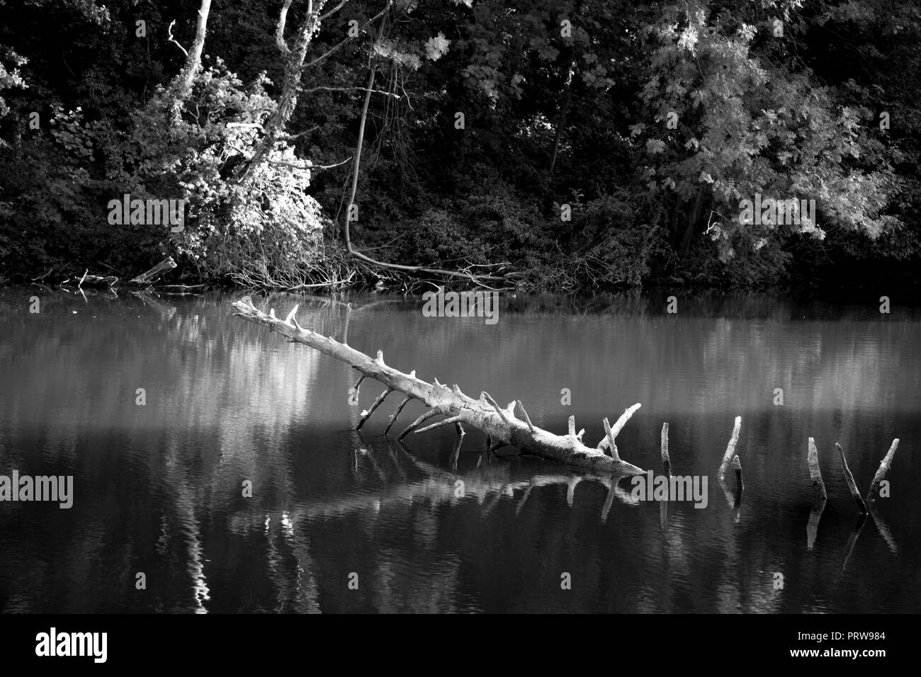 Albero morto nel lago in bianco e nero Foto Stock