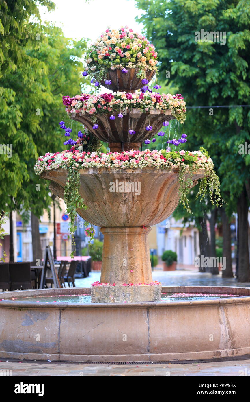 Grasse, esposizione di rose, Prealpes d'Azur, 06, Alpes-Maritimes, Cote d'azur, PACA, Foto Stock