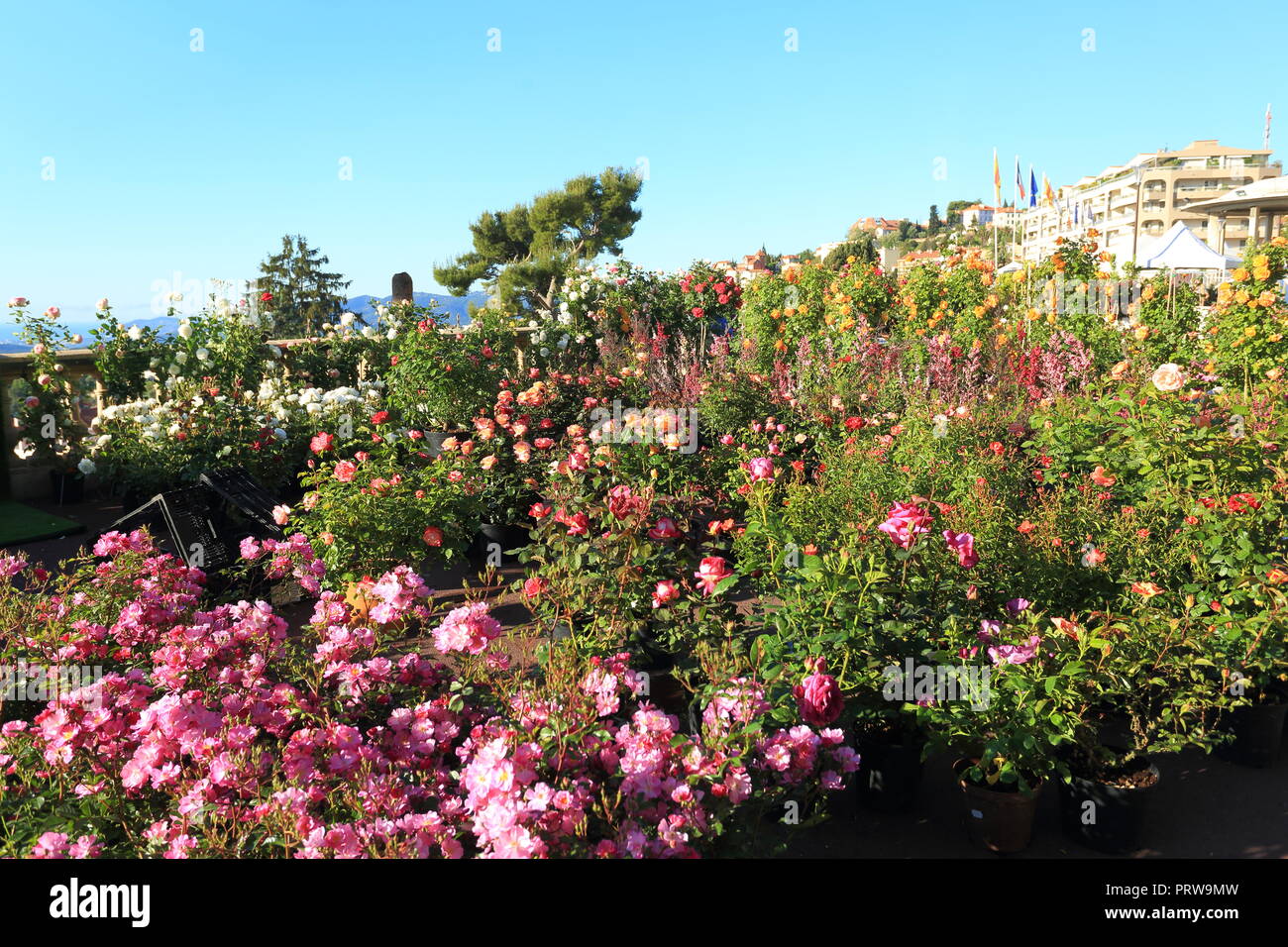Grasse, esposizione di rose, Prealpes d'Azur, 06, Alpes-Maritimes, Cote d'azur, PACA, Foto Stock