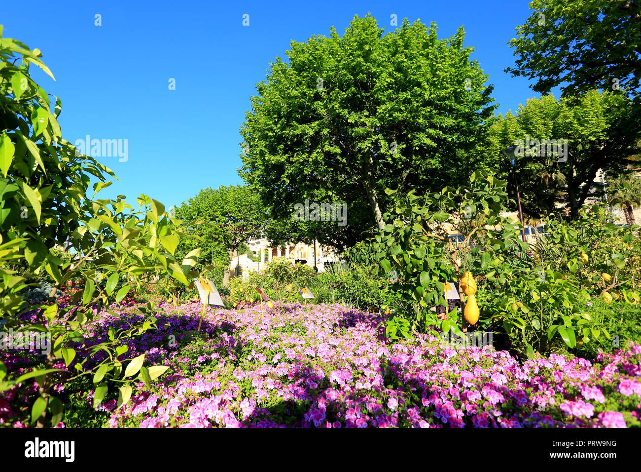 Grasse, esposizione di rose, Prealpes d'Azur, 06, Alpes-Maritimes, Cote d'azur, PACA, Foto Stock