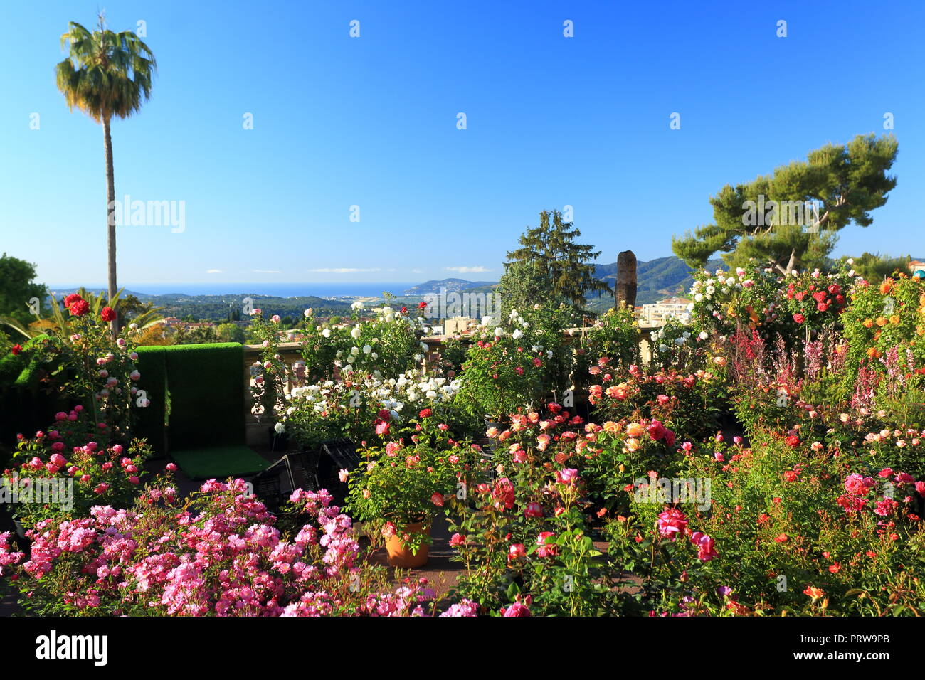 Grasse, esposizione di rose, Prealpes d'Azur, 06, Alpes-Maritimes, Cote d'azur, PACA, Foto Stock