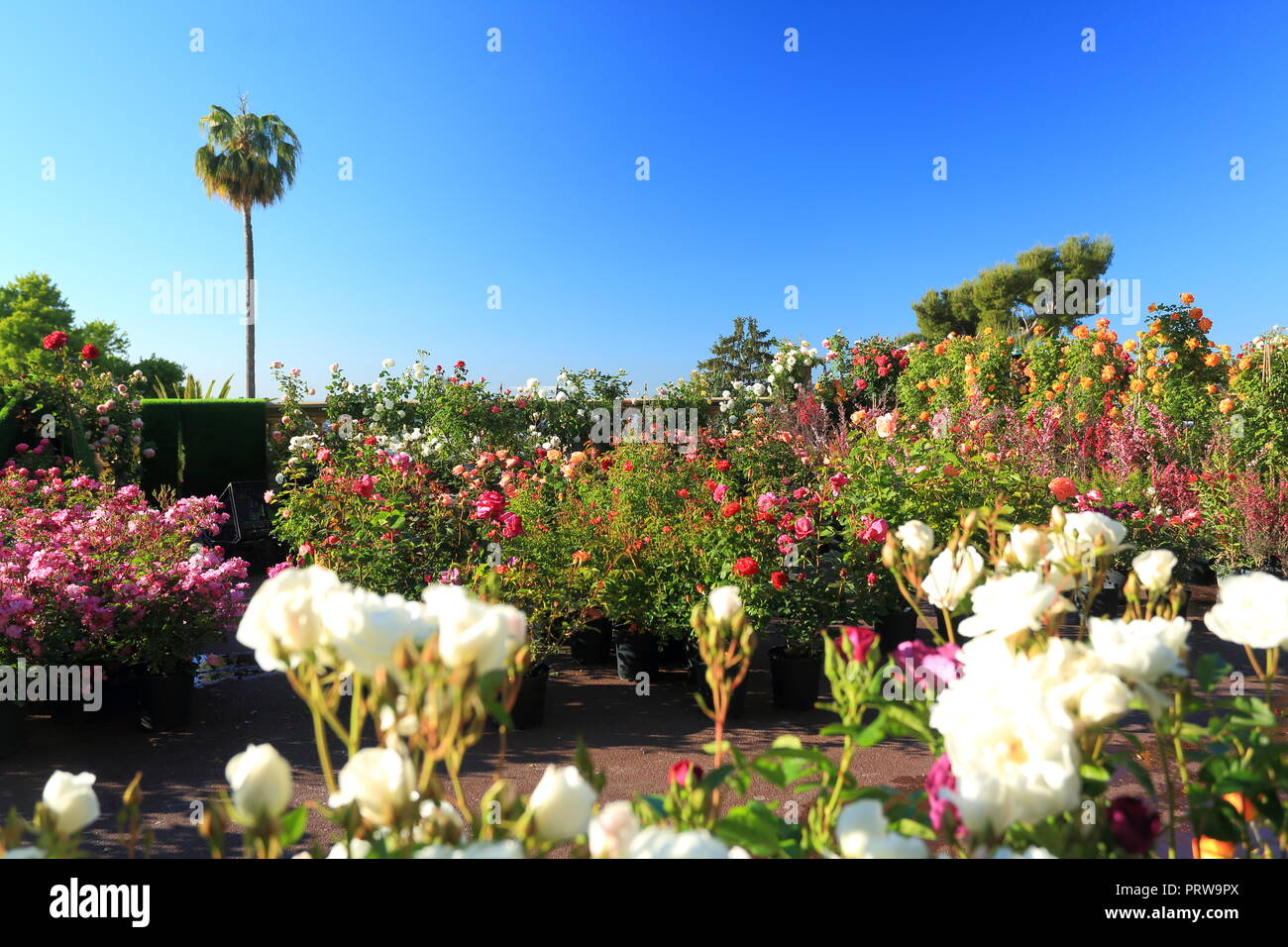 Grasse, esposizione di rose, Prealpes d'Azur, 06, Alpes-Maritimes, Cote d'azur, PACA, Foto Stock