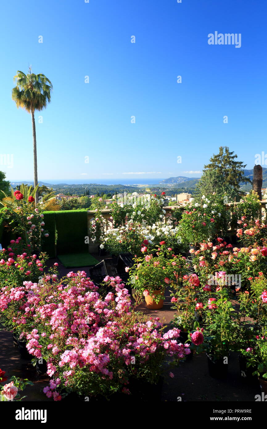 Grasse, esposizione di rose, Prealpes d'Azur, 06, Alpes-Maritimes, Cote d'azur, PACA, Foto Stock
