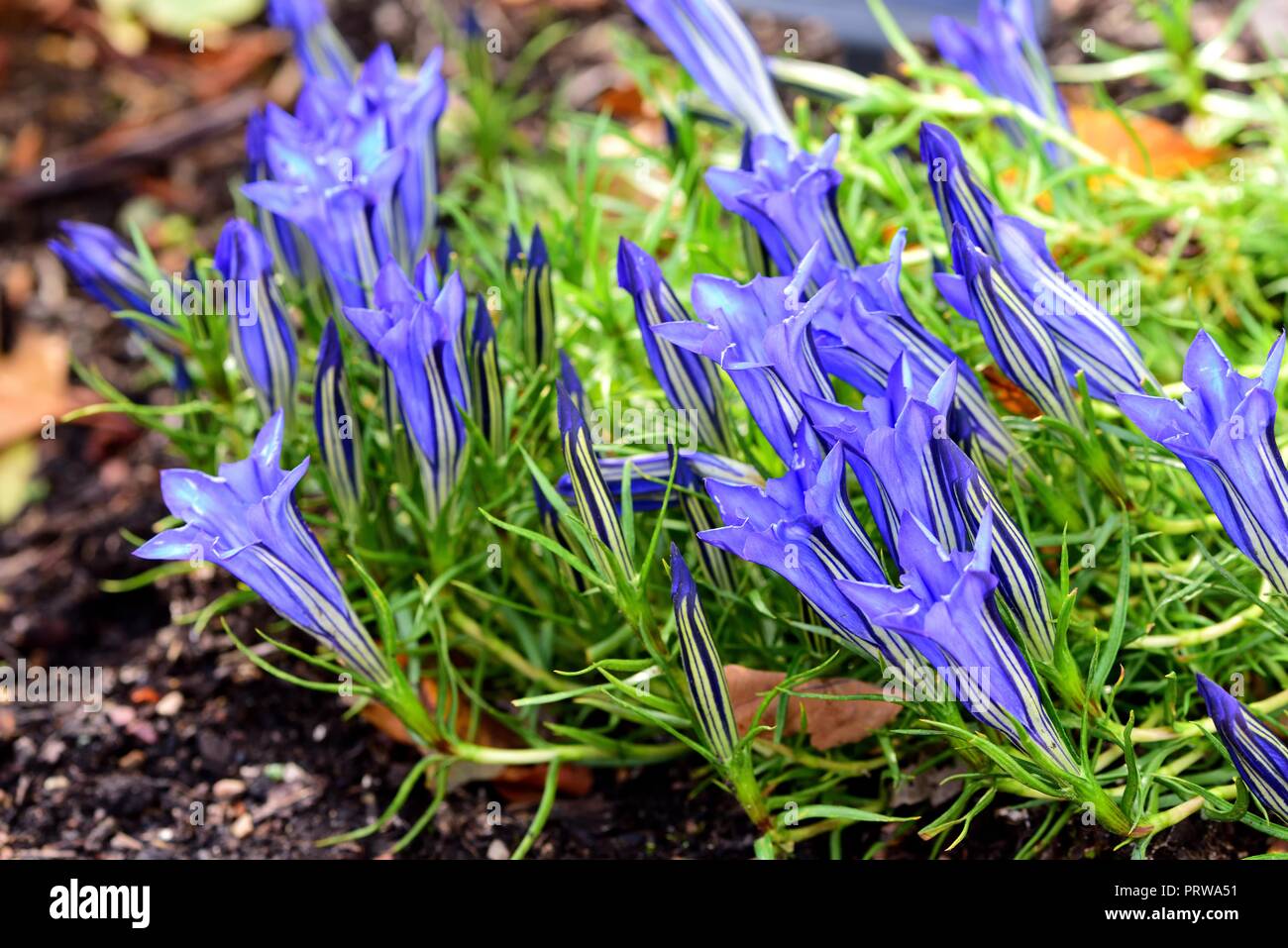 La genziana Sino Ornata Downfield Foto Stock
