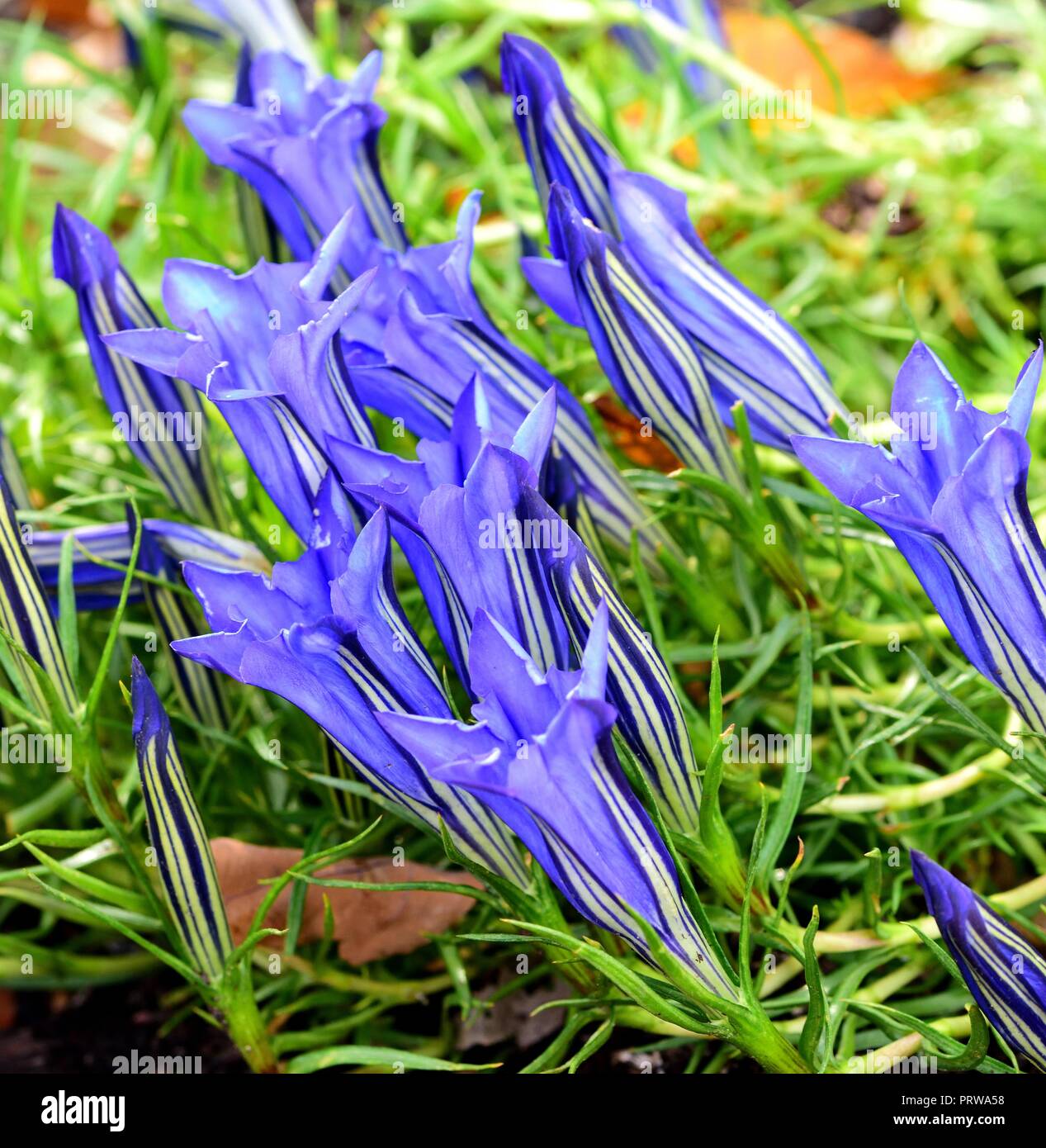 La genziana Sino Ornata Downfield Foto Stock
