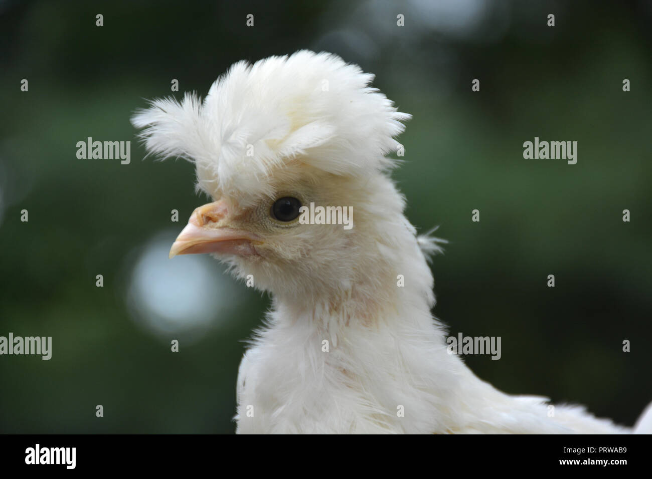 White Sultan chick a un mese di età. Foto Stock