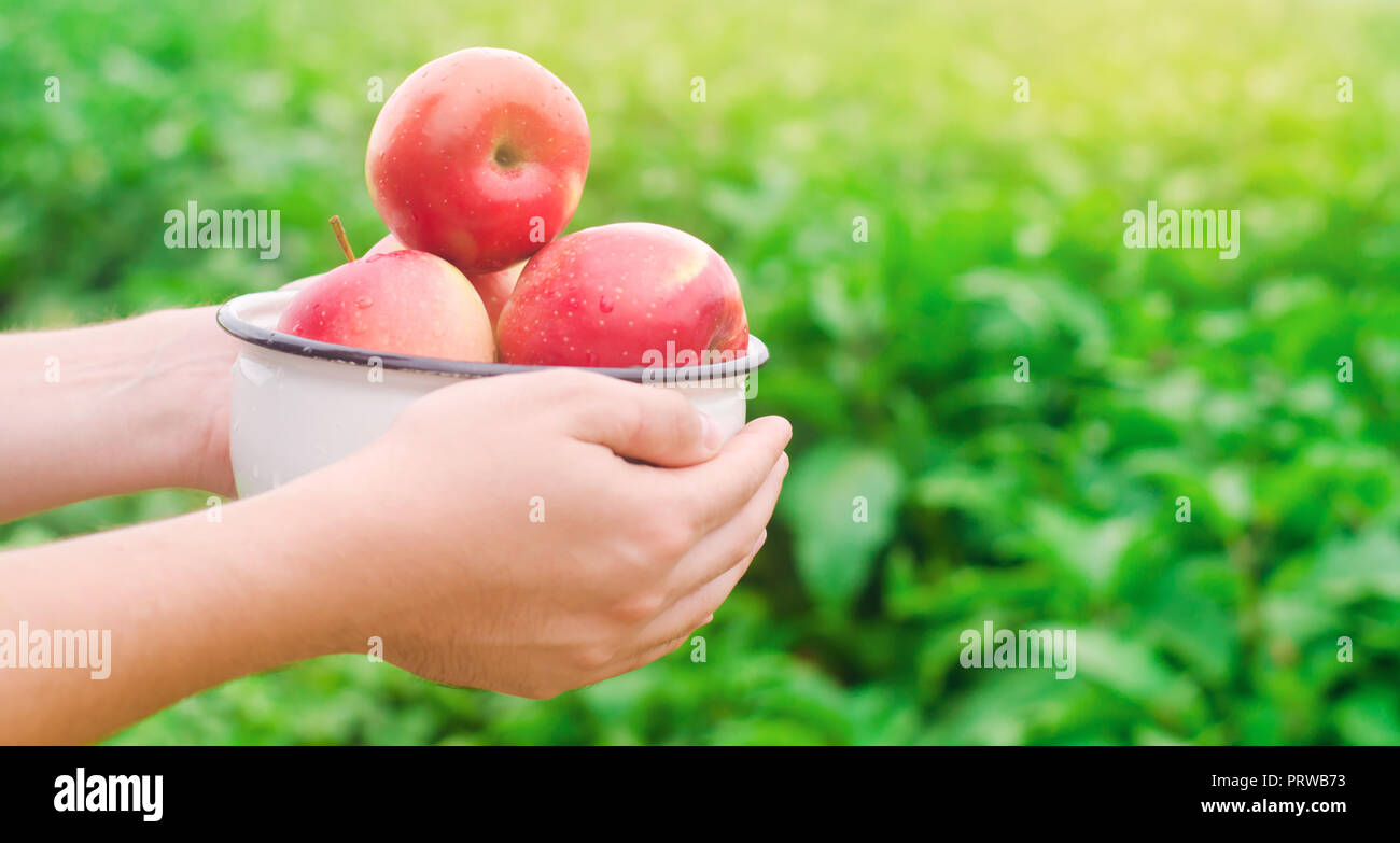 L'agricoltore è in possesso di mele fresche raccolte nel giardino. L'autunno e l'estate raccolto. una piastra di vitamine Foto Stock