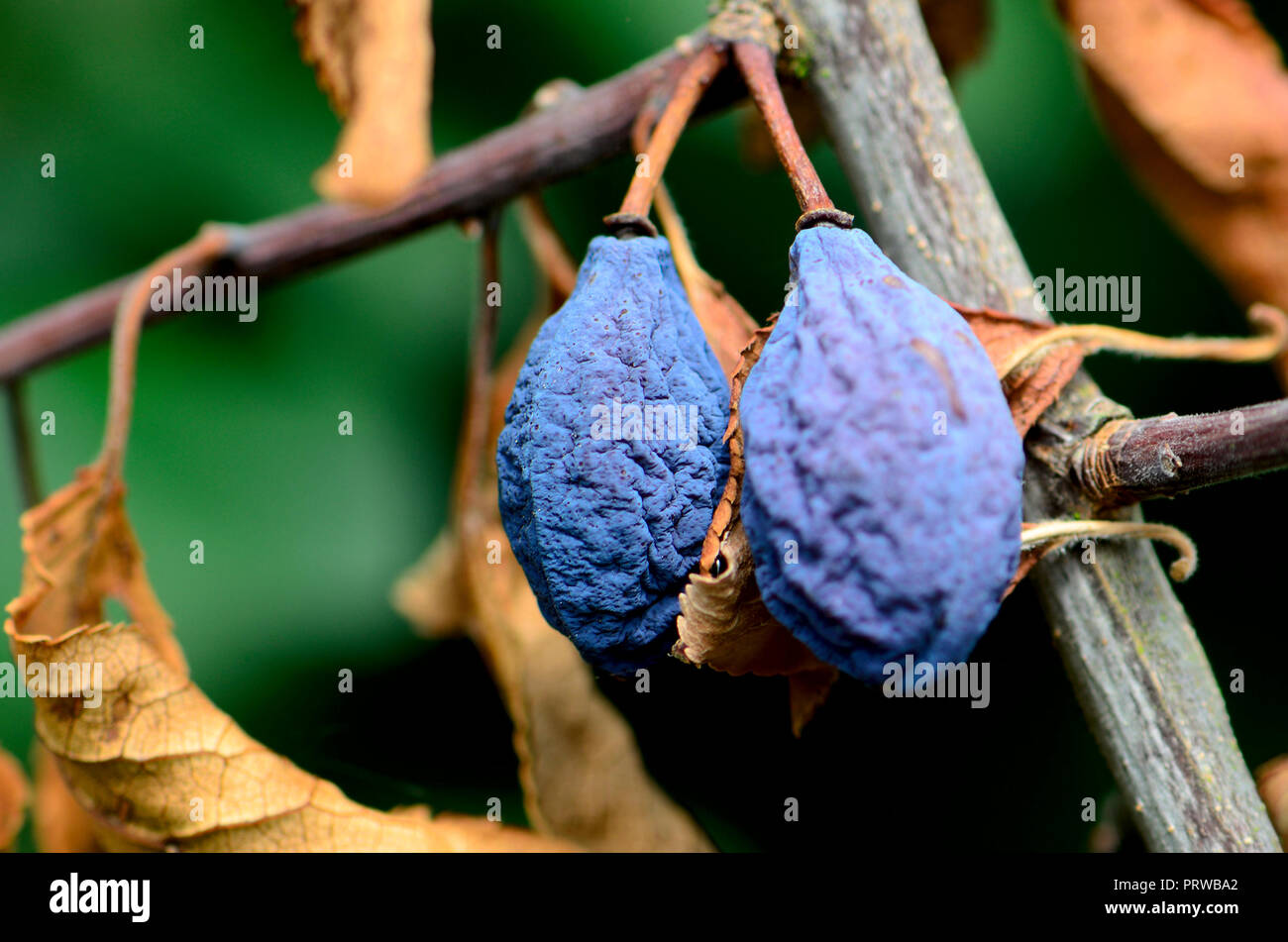 Damsons striminziti (Prunus domestica) alla fine della stagione Foto Stock