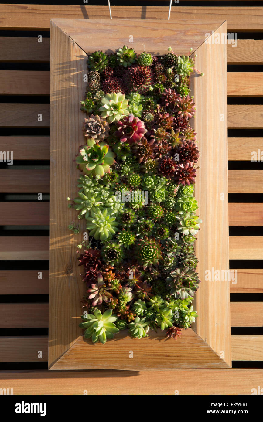 Piante succulente piante succulente che crescono in un telaio su una parete verticale piccolo spazio giardinaggio pianta sempervivum contenitori insoliti ospitano porri UK Foto Stock