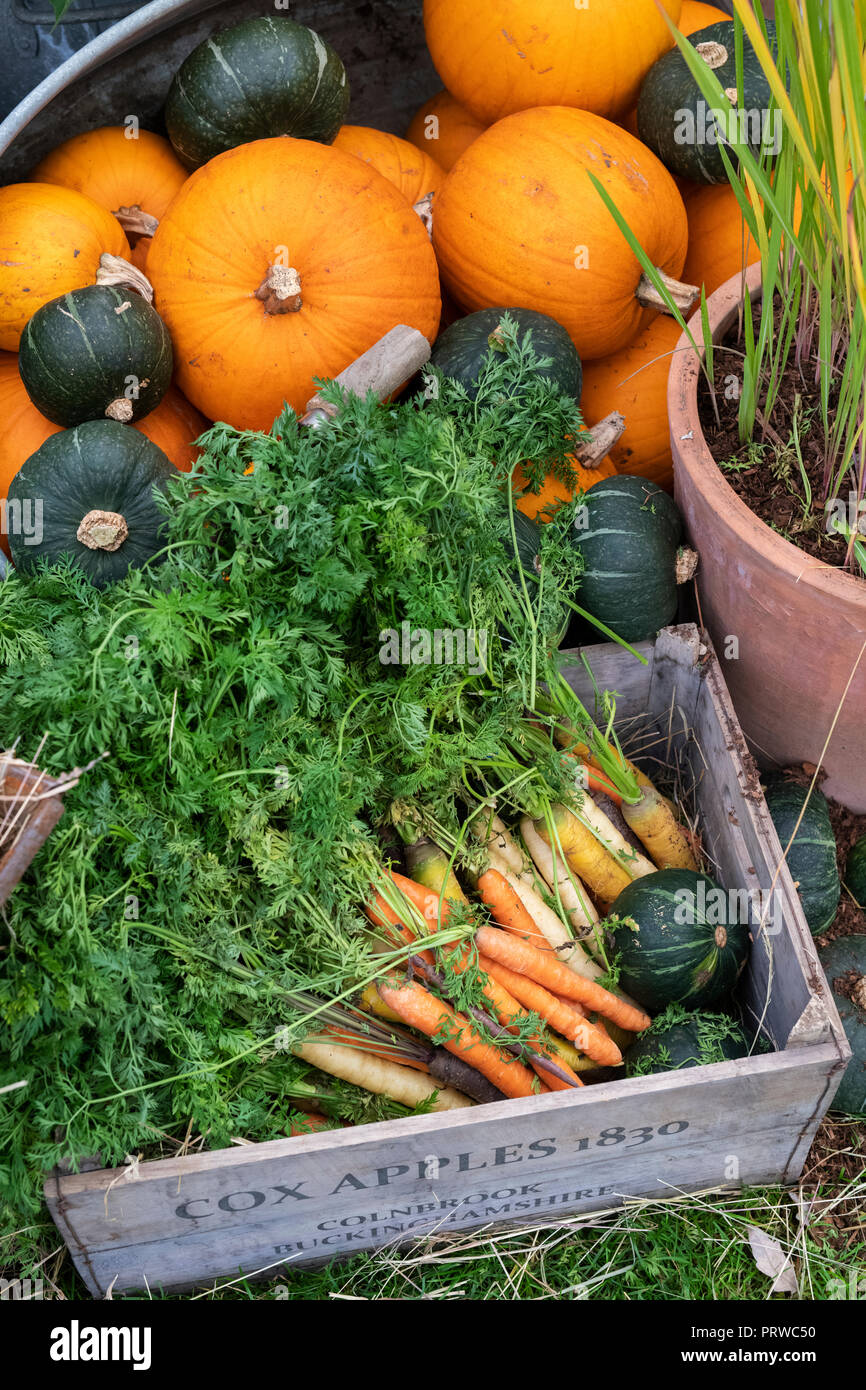 Dauco carota e Cucurbita pepo. Zucca, zucca gourd e carote patrimonio in una vecchia carriola. REGNO UNITO Foto Stock