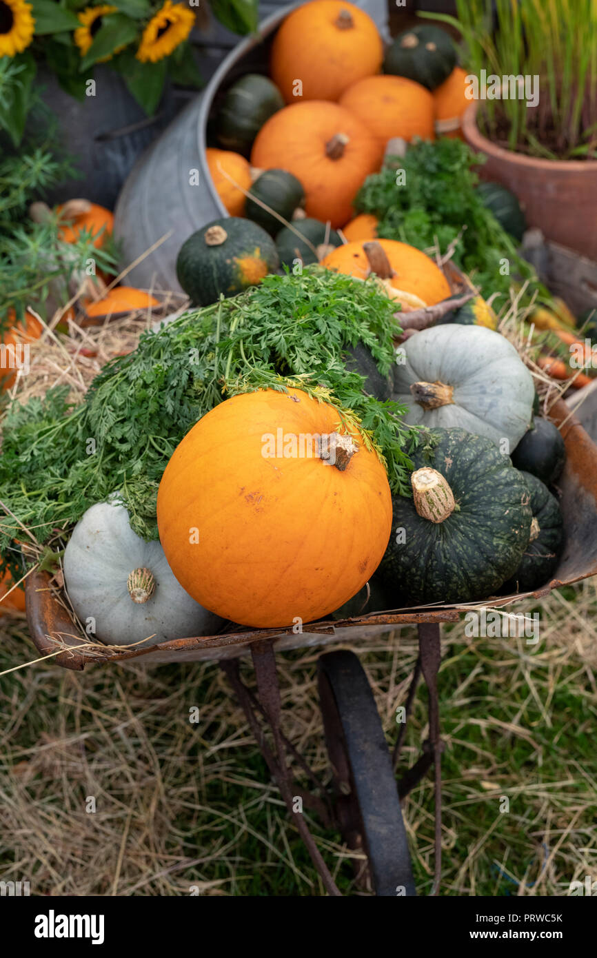 Cucurbita pepo. Zucca, zucca e zucca in una vecchia carriola. Inghilterra Foto Stock