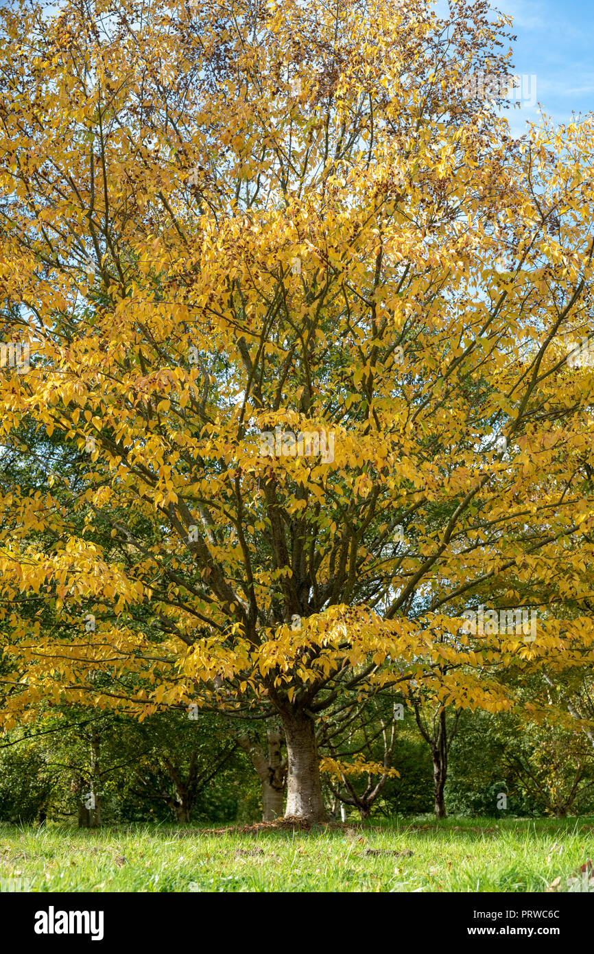 Betula alleghaniensis. Yellow Birch / Golden betulla in autunno Foto Stock