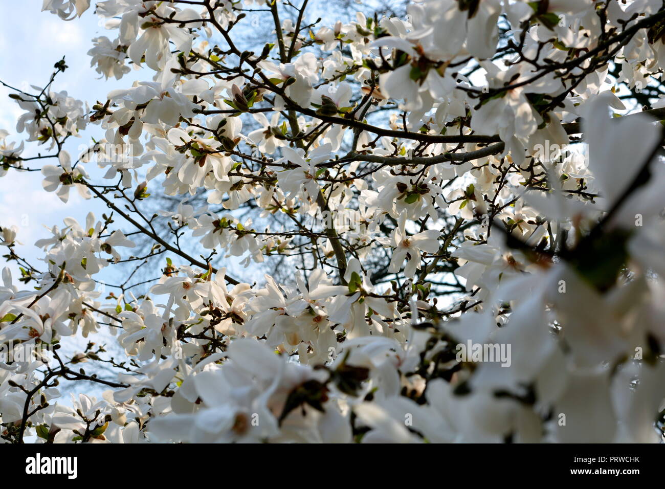 Blütenzauber Blütenpracht Foto Stock