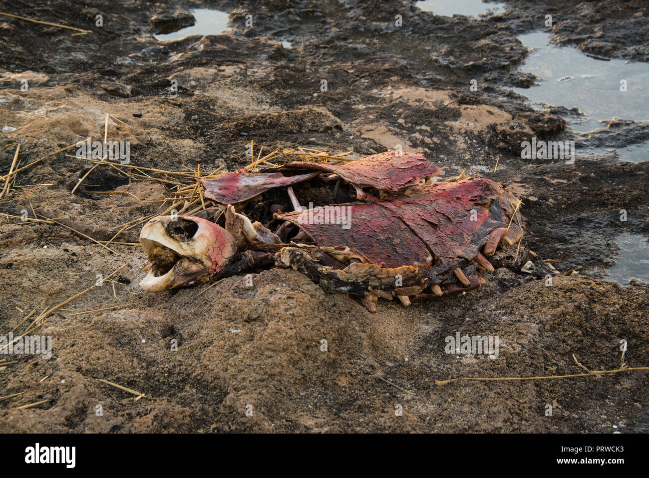 Resti di un dead SEA TURTLE. Foto Stock